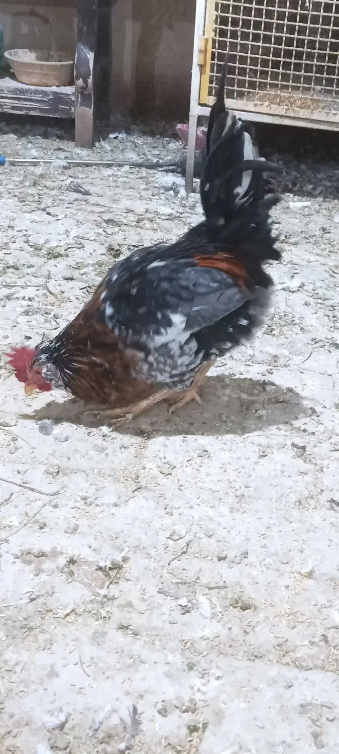 خروس|حیوانات مزرعه|شاهین‌شهر, فردوسی|دیوار