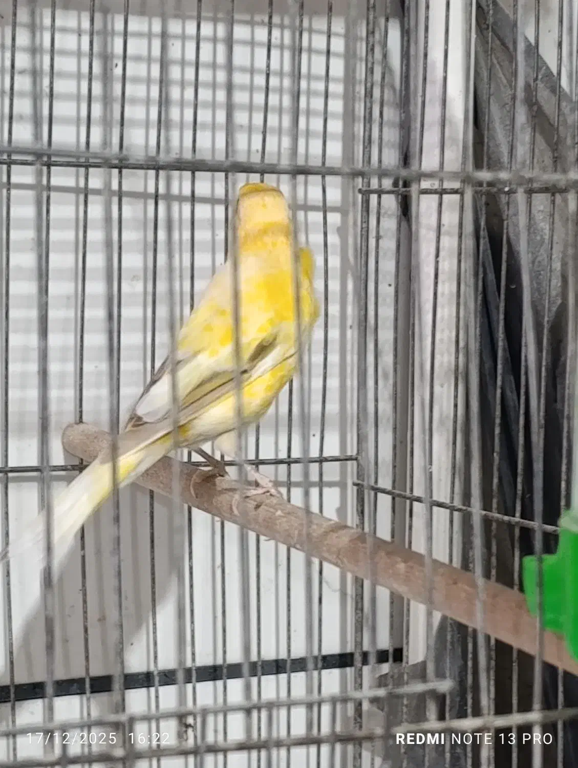 پرنده|پرنده|کرمان, |دیوار