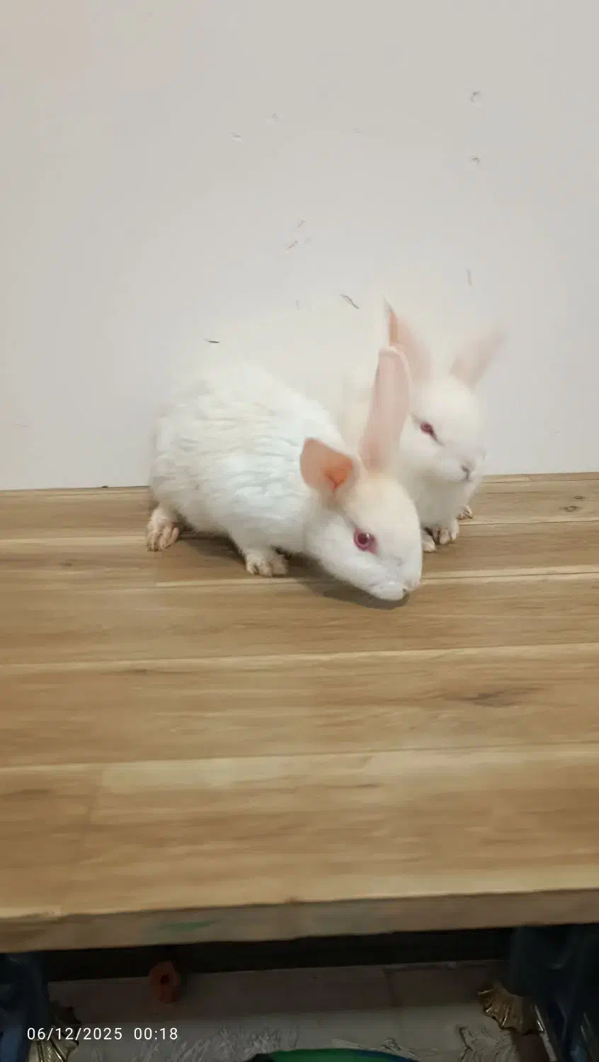 یه جفت خرگوش سفید نر و ماده اهلی خونگی|موش و خرگوش|نهاوند, |دیوار