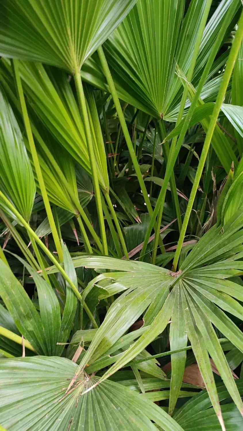 پالم فن چینی|گل و گیاه طبیعی|بندر انزلی, جزیره|دیوار