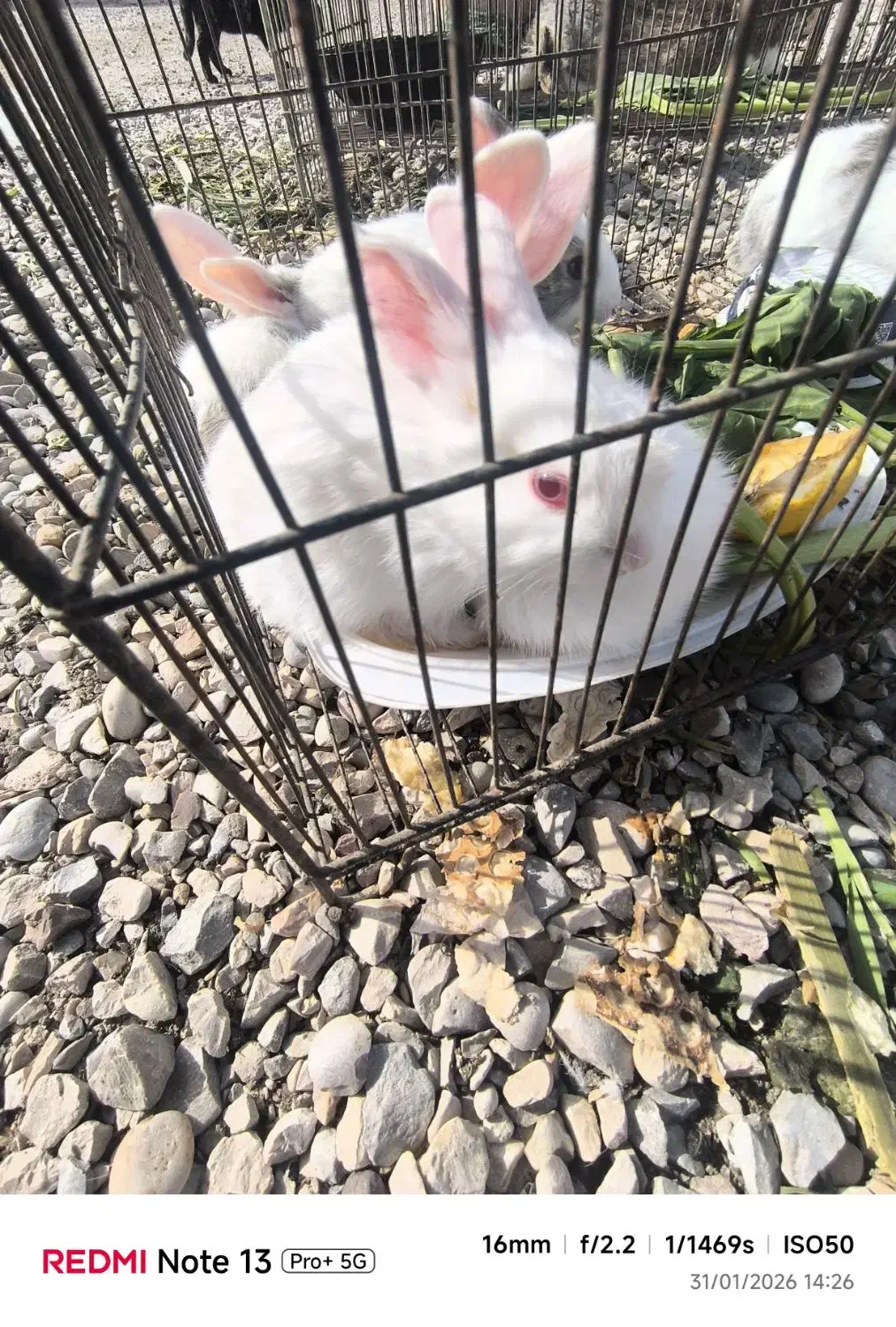 خرگوش|موش و خرگوش|شوشتر, |دیوار