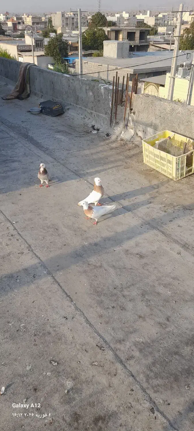 کفتر طوقی|پرنده|میناب, |دیوار