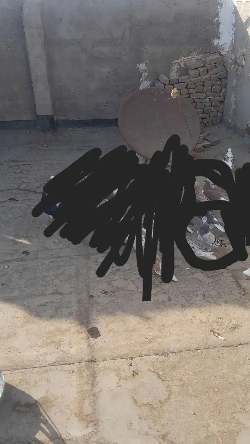 ناناز|حیوانات|نیشابور, ریوند|دیوار