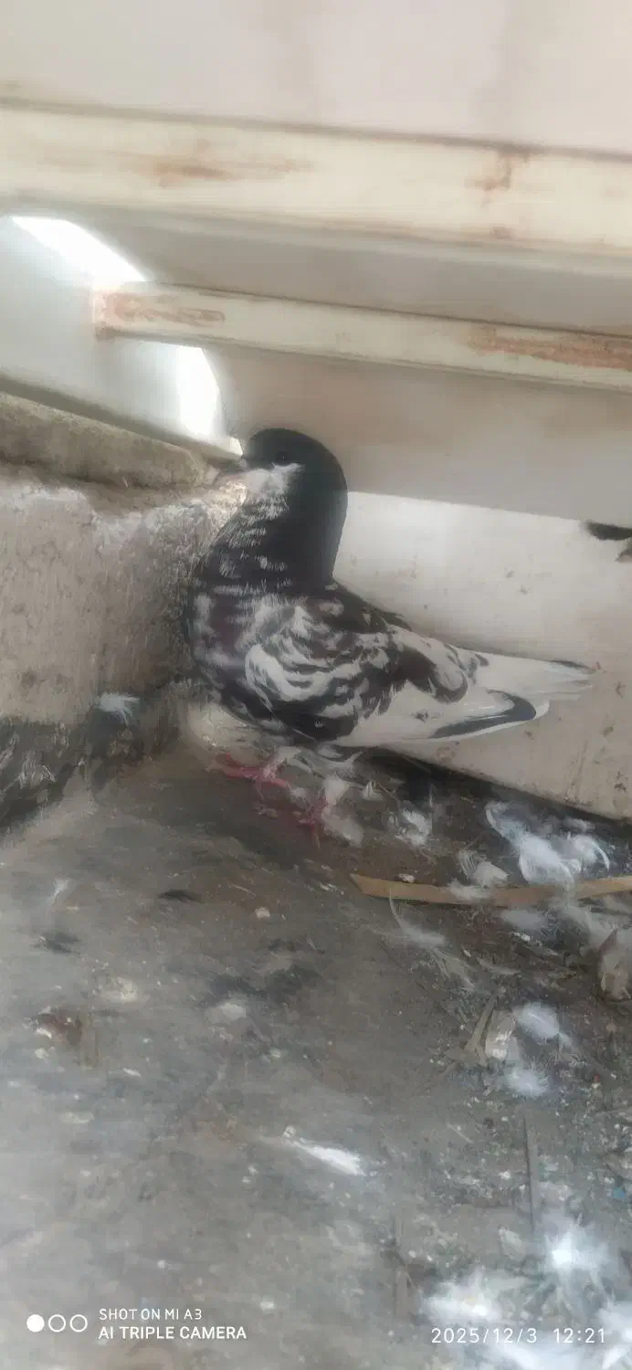 .راست سیاه|پرنده|برازجان, |دیوار