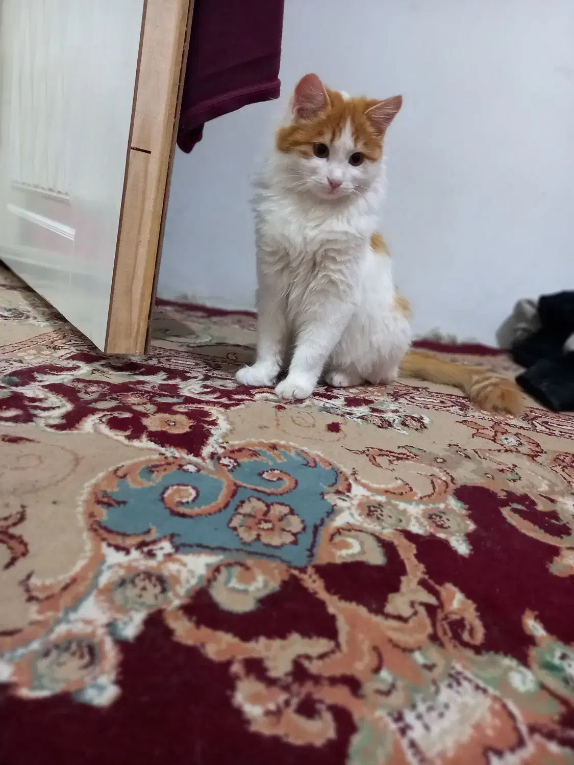 گربه|گربه|مراغه, |دیوار