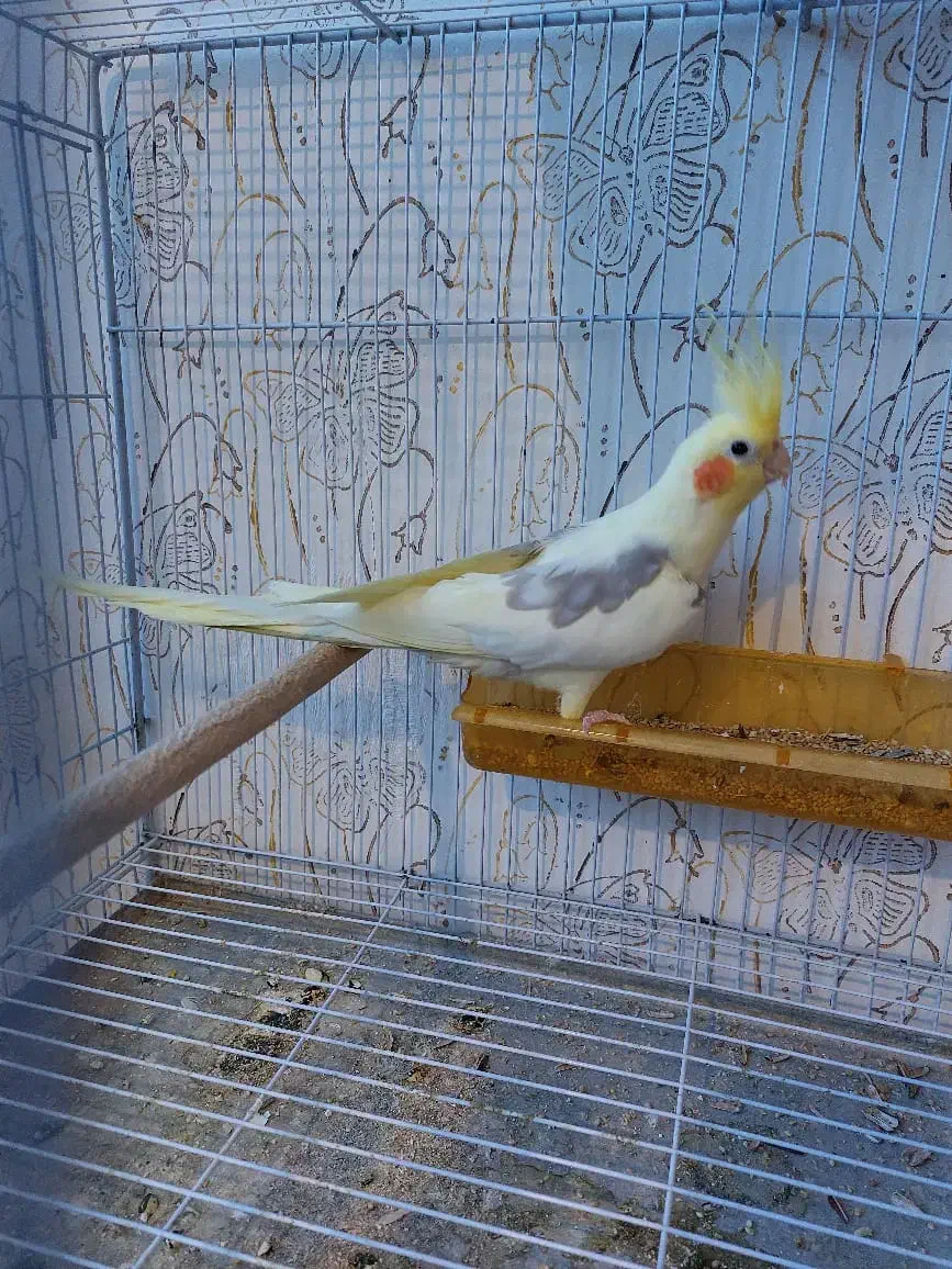 عروس هلندی دوکت لوتینو با تخم وجوجه|پرنده|مشهد, شهرک مهرگان|دیوار