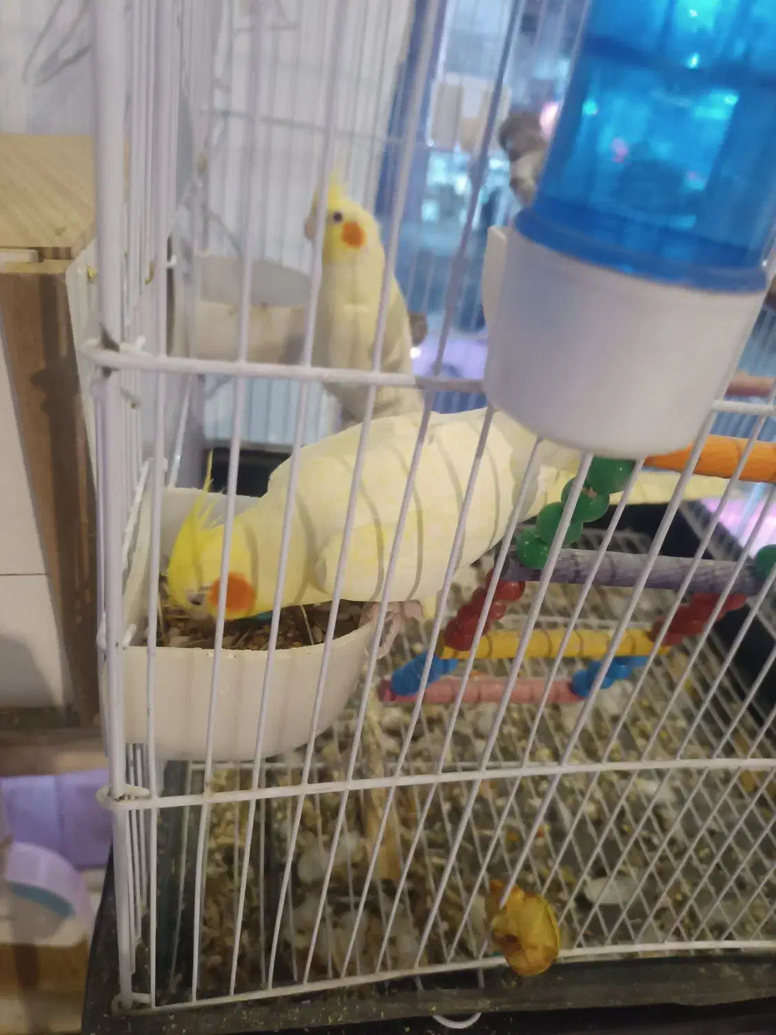 عروس هلندی نروماده باتمام لوازم|پرنده|تربتحیدریه, رجایی|دیوار