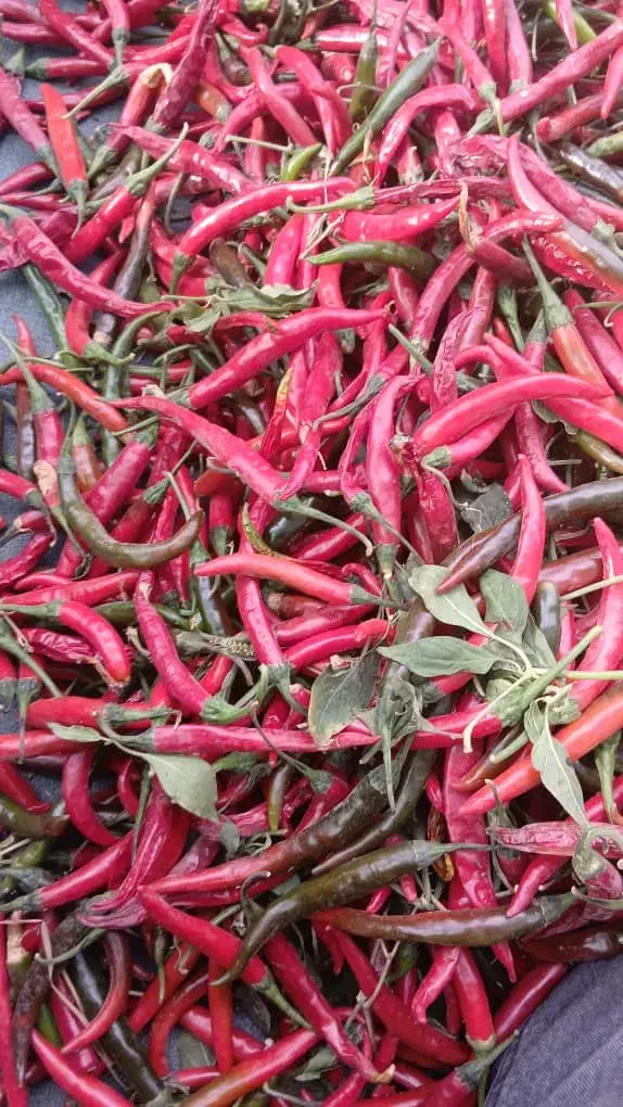 فلفل خشک و تر|خدمات باغبانی و درختکاری|شیراز, کوشک بیدک|دیوار