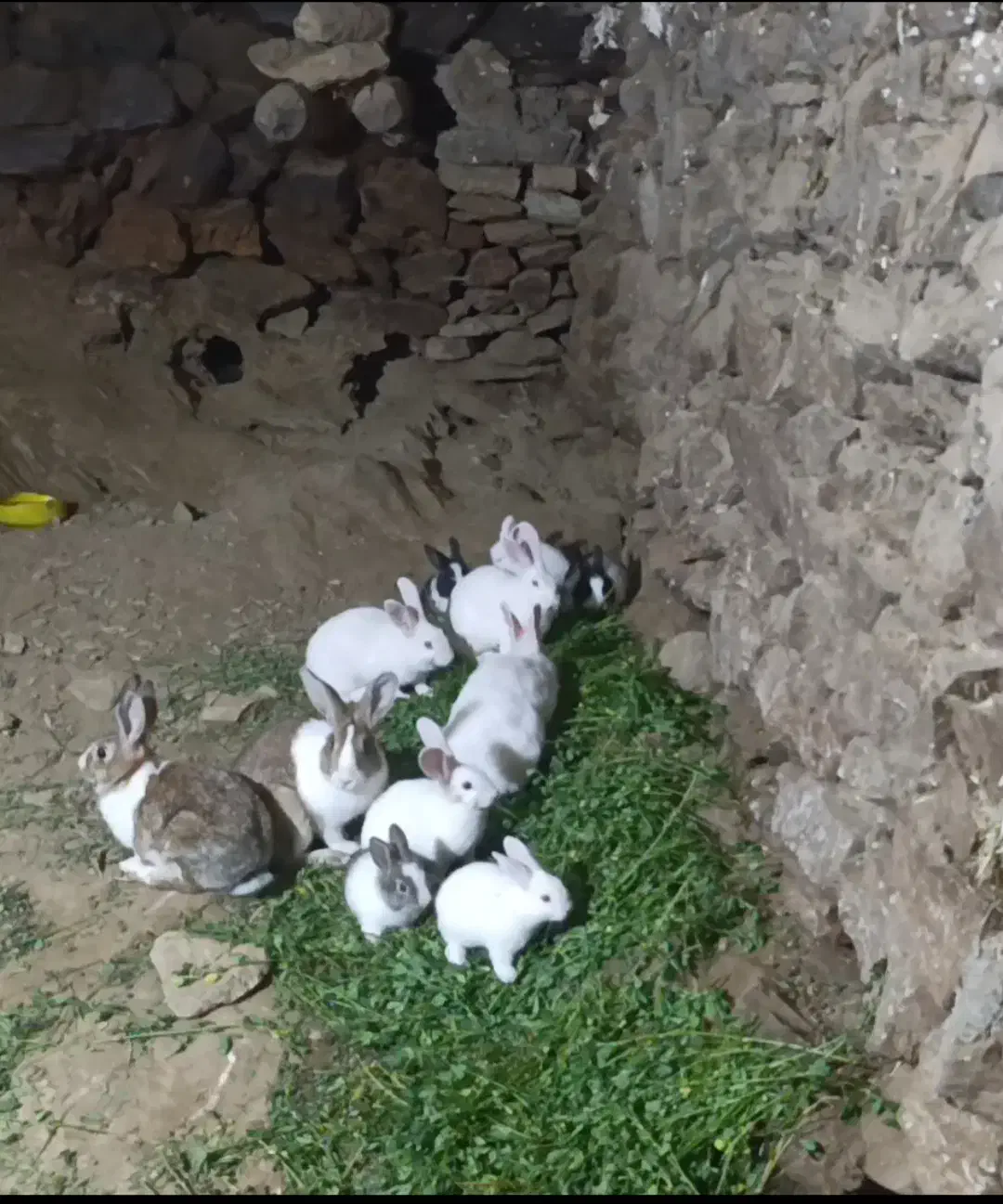 فروش خرگوش|موش و خرگوش|مریوان, |دیوار