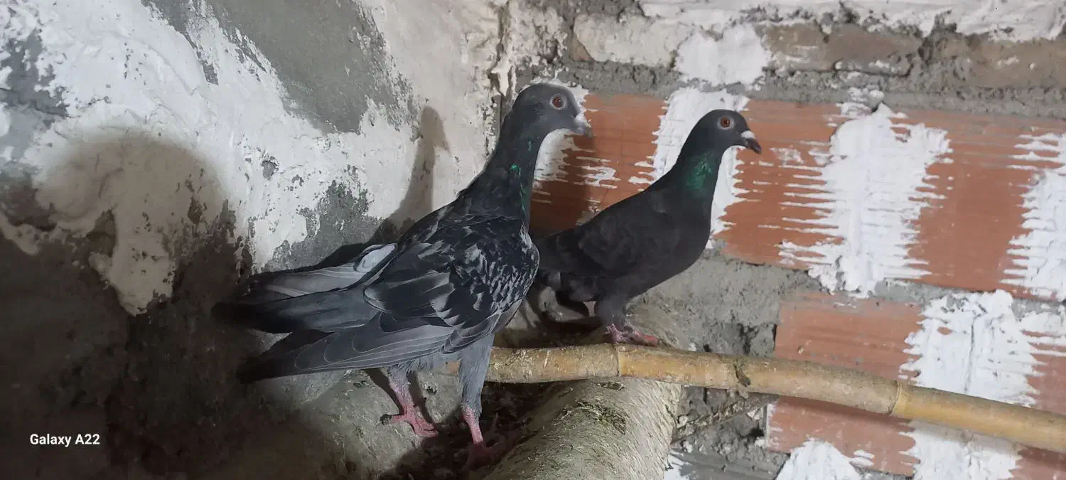 کبوتر|پرنده|گرگان, |دیوار