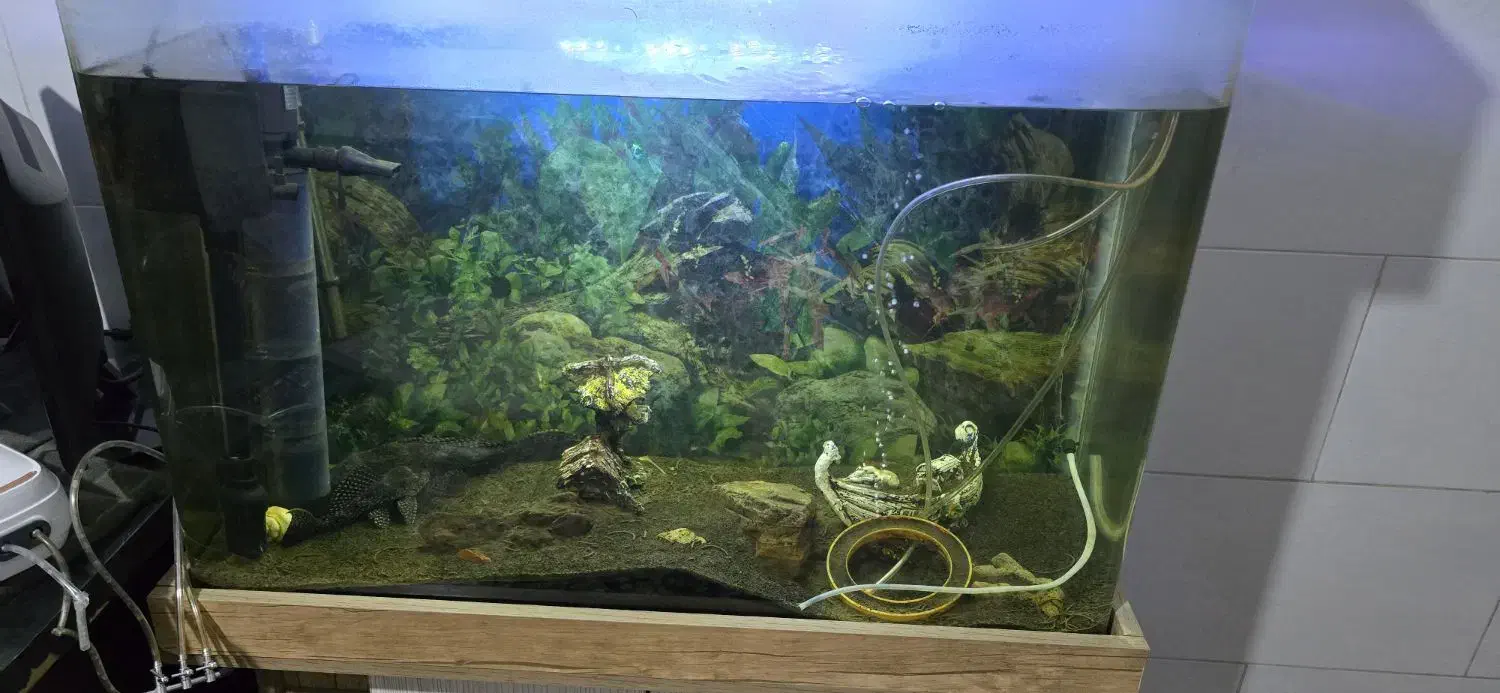 آکواریوم|ماهی|قدس, شهر‌قدس|دیوار