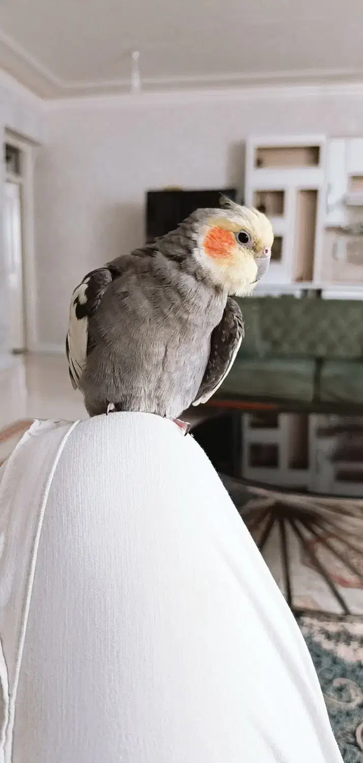 گمشده|حیوانات|آبادان, |دیوار