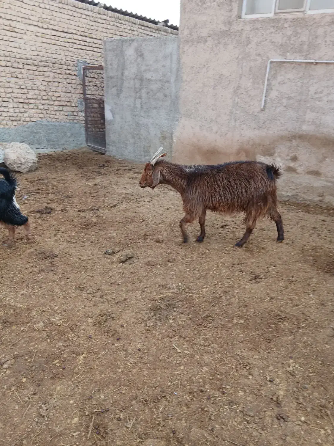 عدد بز|حیوانات مزرعه|پاکدشت, پارچین|دیوار