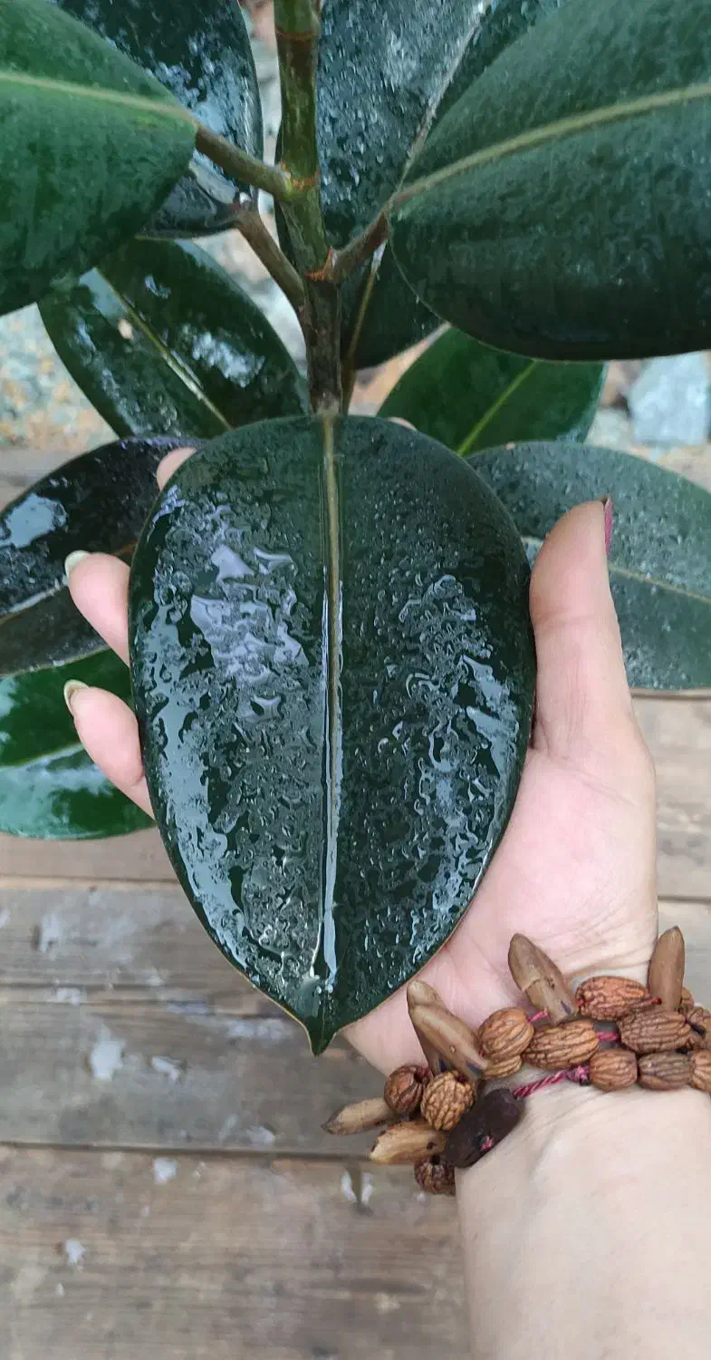 گیاهان آپارتمانی (فیکوس)|گل و گیاه طبیعی|خمینی‌شهر, |دیوار