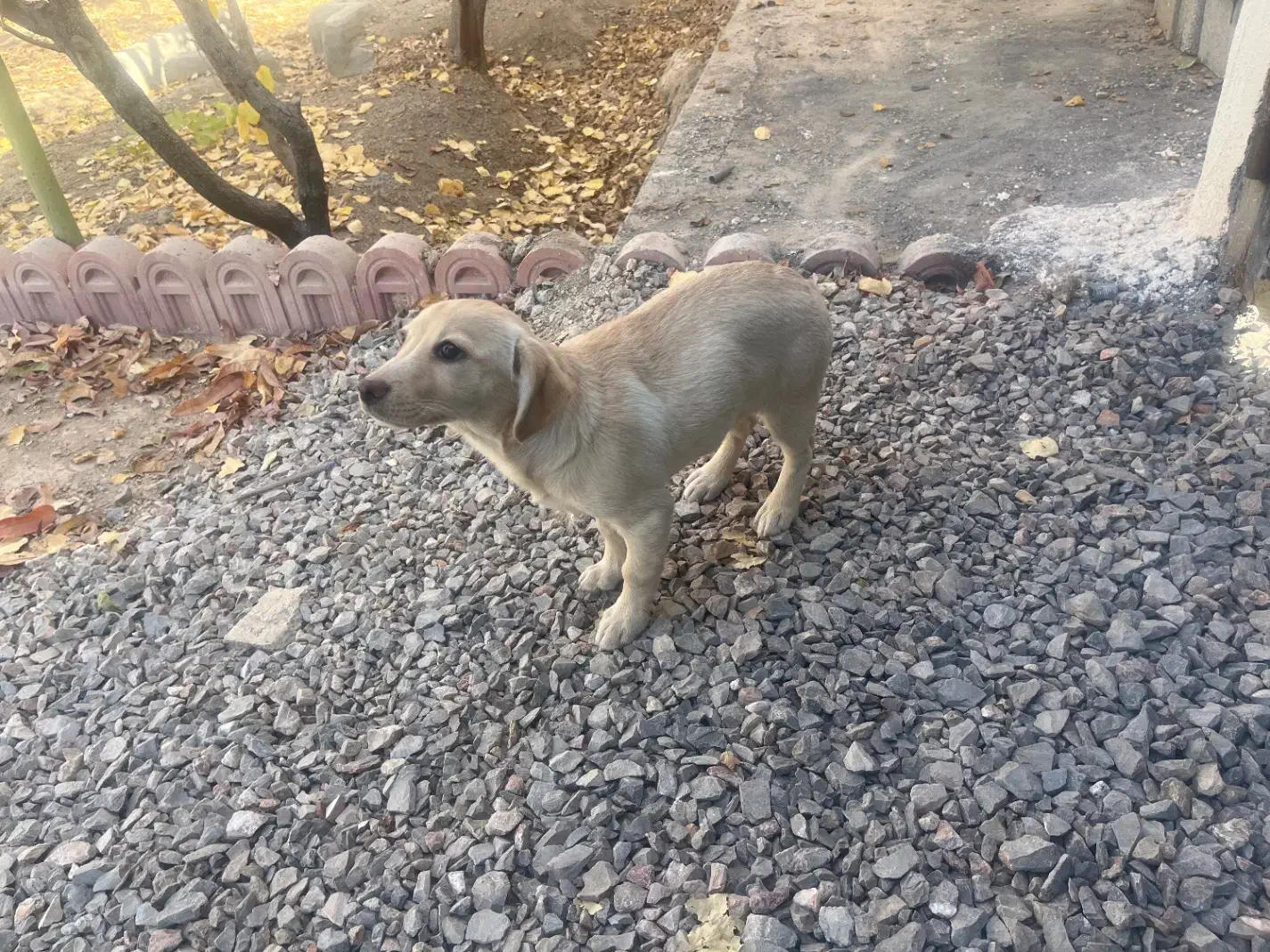 واگذاری سگ خانگی|سگ|نجف‌آباد, امام خمینی|دیوار