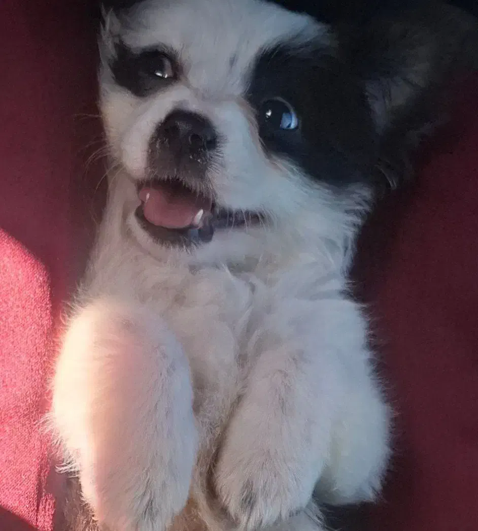 سگ پامر اشپیتز سایز ریز|سگ|اندیشه, اندیشه فاز ۶|دیوار