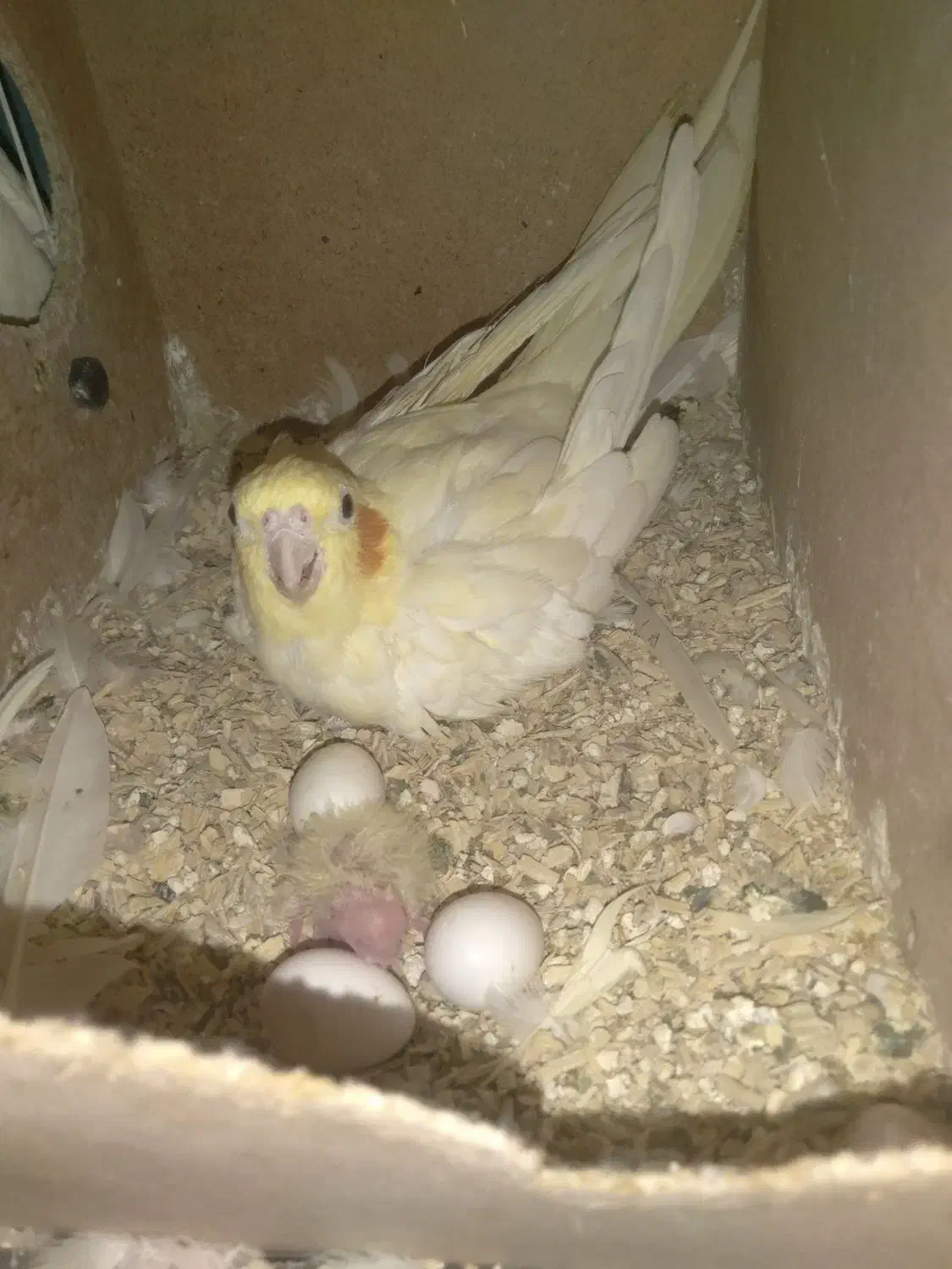 جفت عروس هلندی|پرنده|زابل, |دیوار