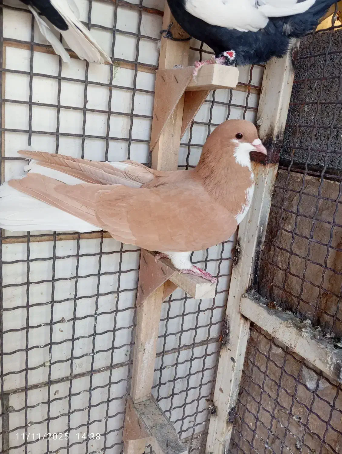 کفتر رنگی|پرنده|شیراز, شاه قلی بیگی|دیوار