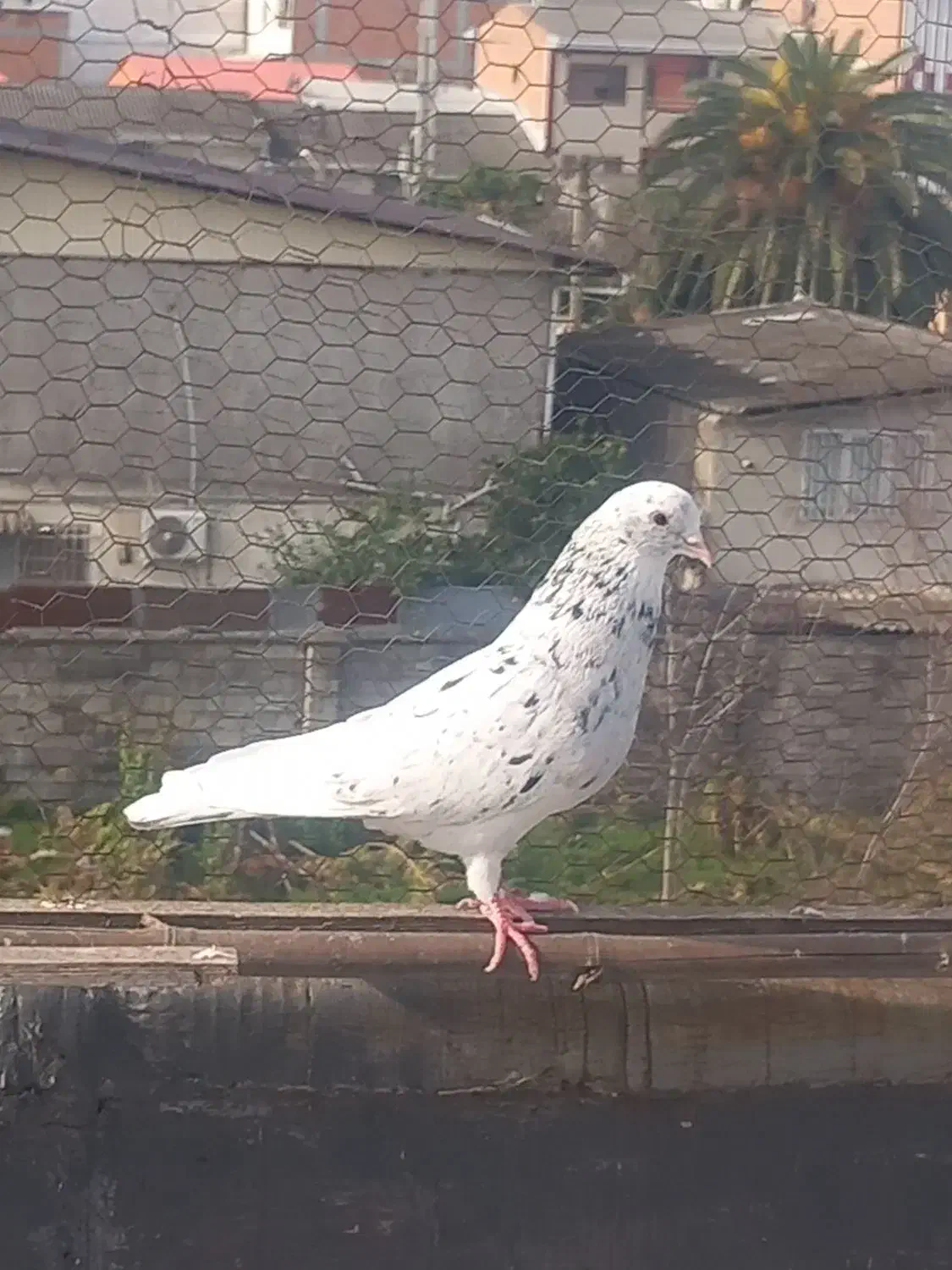 کبوتر پرشی|پرنده|قائمشهر, |دیوار