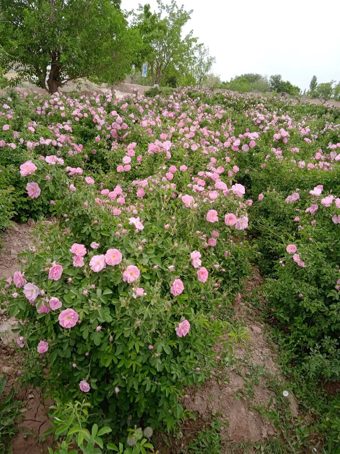 نهال گل محمدی|گل و گیاه طبیعی|مشهد, فرخد|دیوار