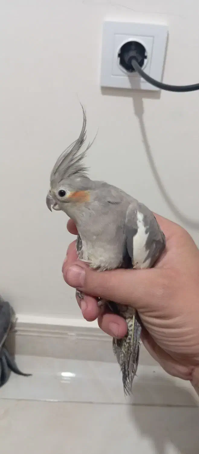 عروس هلندی یه جفت|پرنده|سنگر, |دیوار