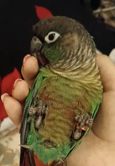 طوطی گرینچیک ماده|پرنده|تهران, مولوی|دیوار