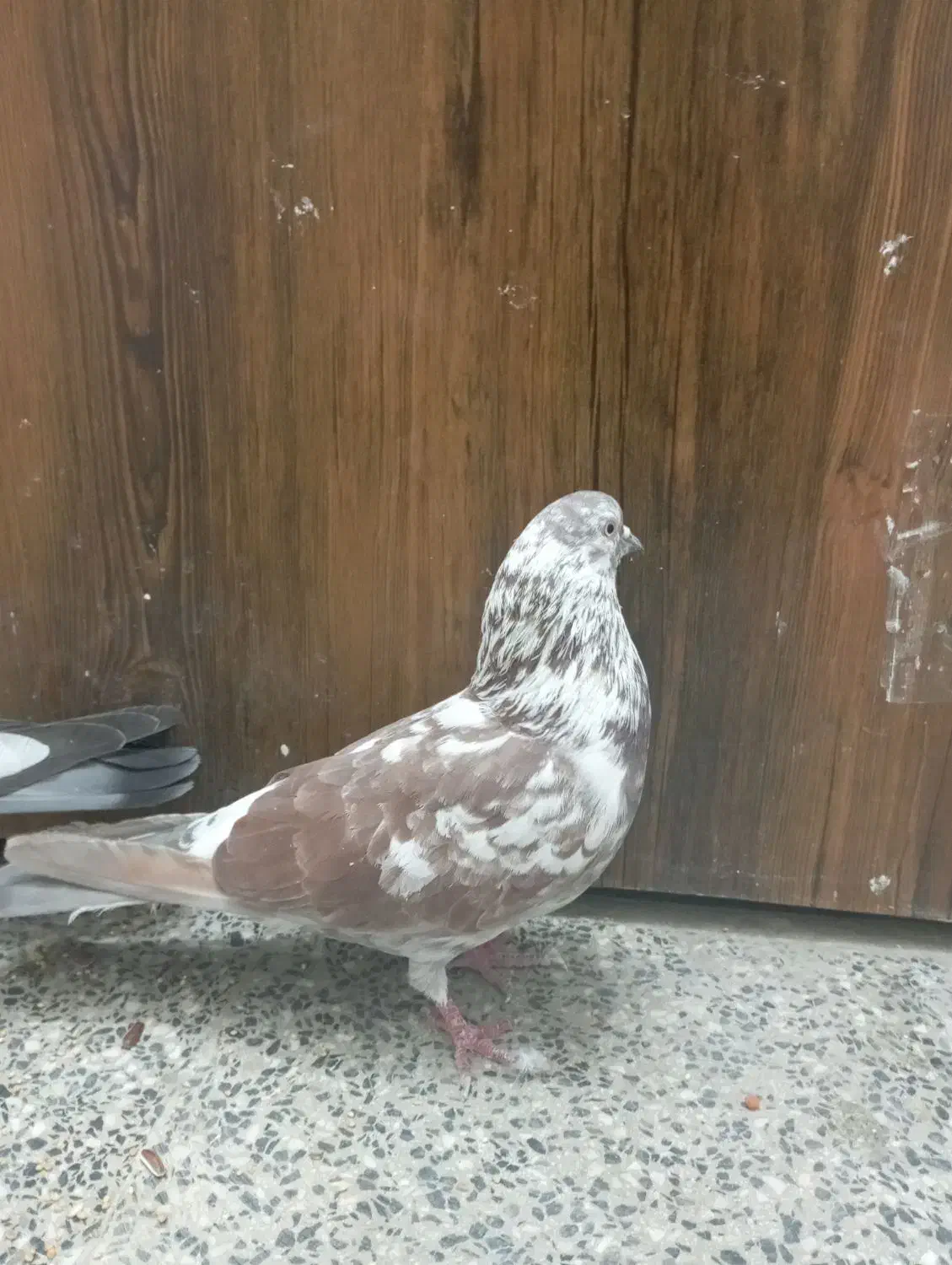 کفتر پرشی|پرنده|محمدشهر, محمدشهر|دیوار