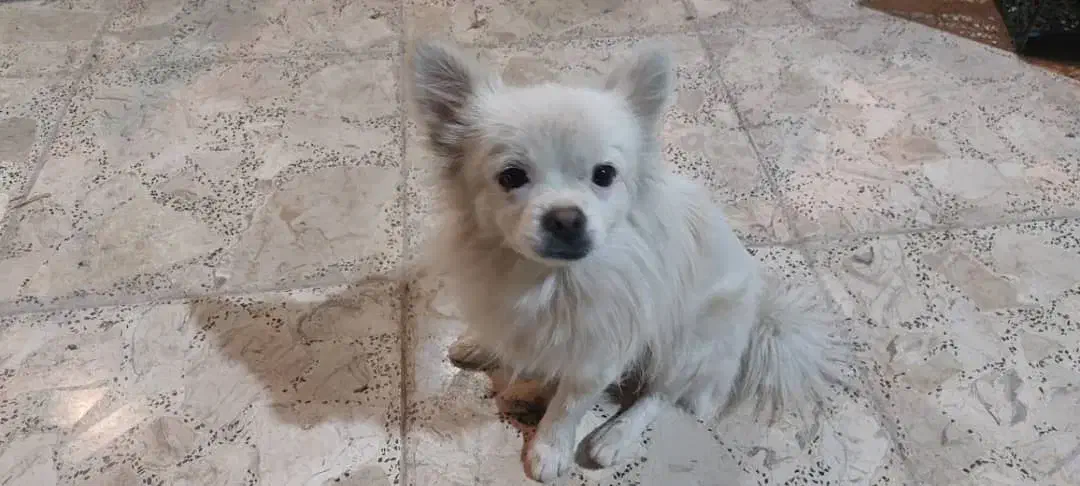 سگ گمشده|سگ|ساوه, |دیوار