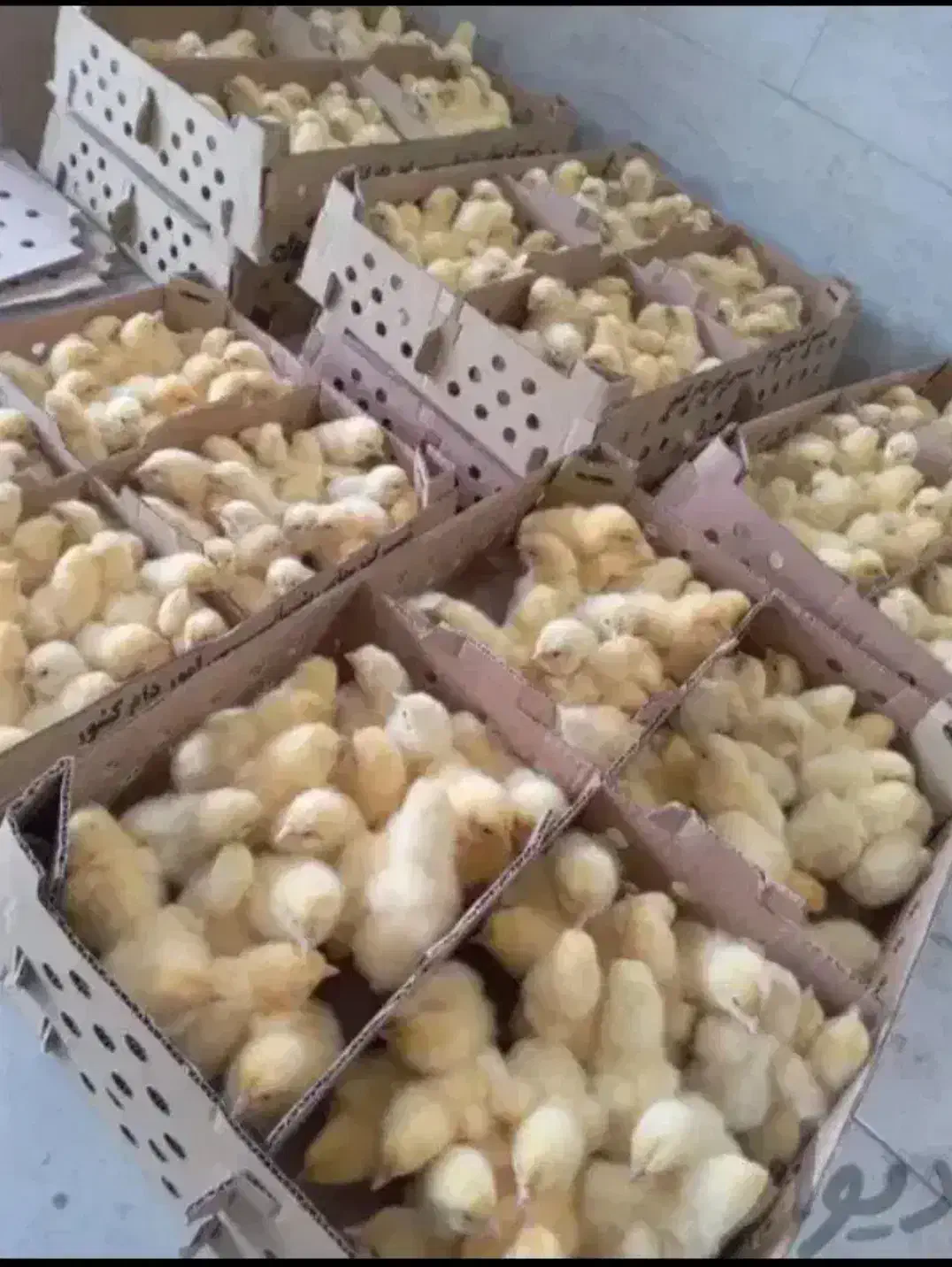 کارخانه توزیع جوجه محلی گوشتی    اردک رنگی بوقلمون|حیوانات مزرعه|تهران, طیب|دیوار