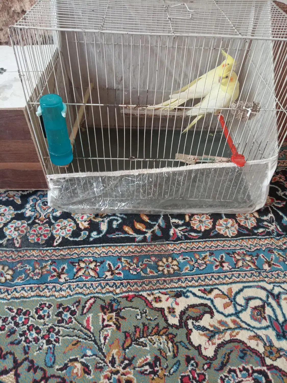 عروس هلندی لوتینو|پرنده|رضویه, |دیوار