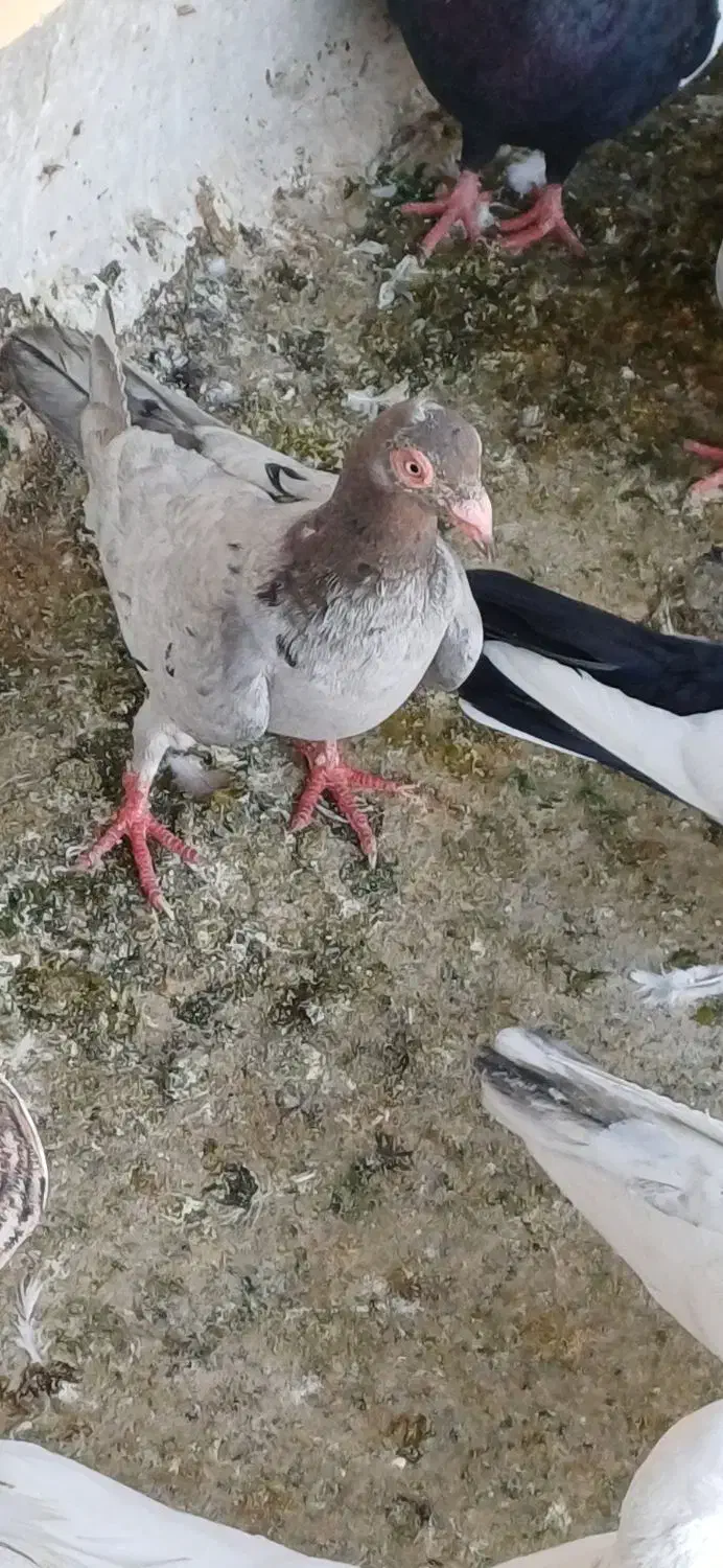 فروش کبوتر|پرنده|باوی, |دیوار