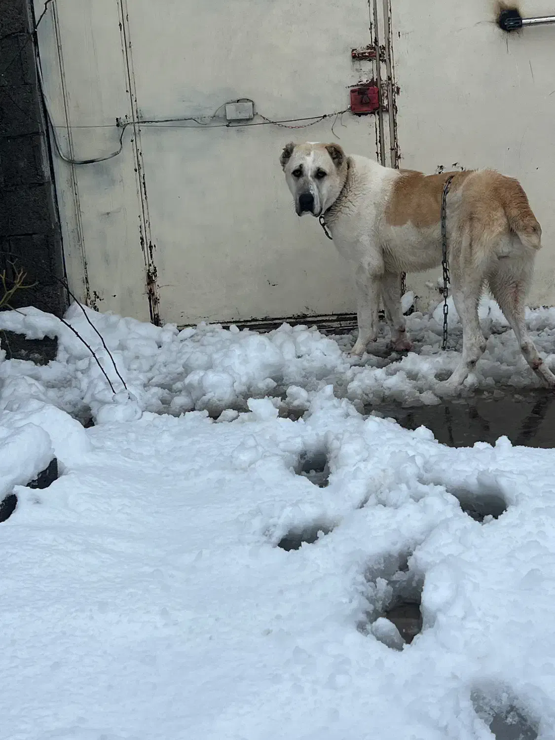 توله خراسانی|سگ|کوچصفهان, |دیوار