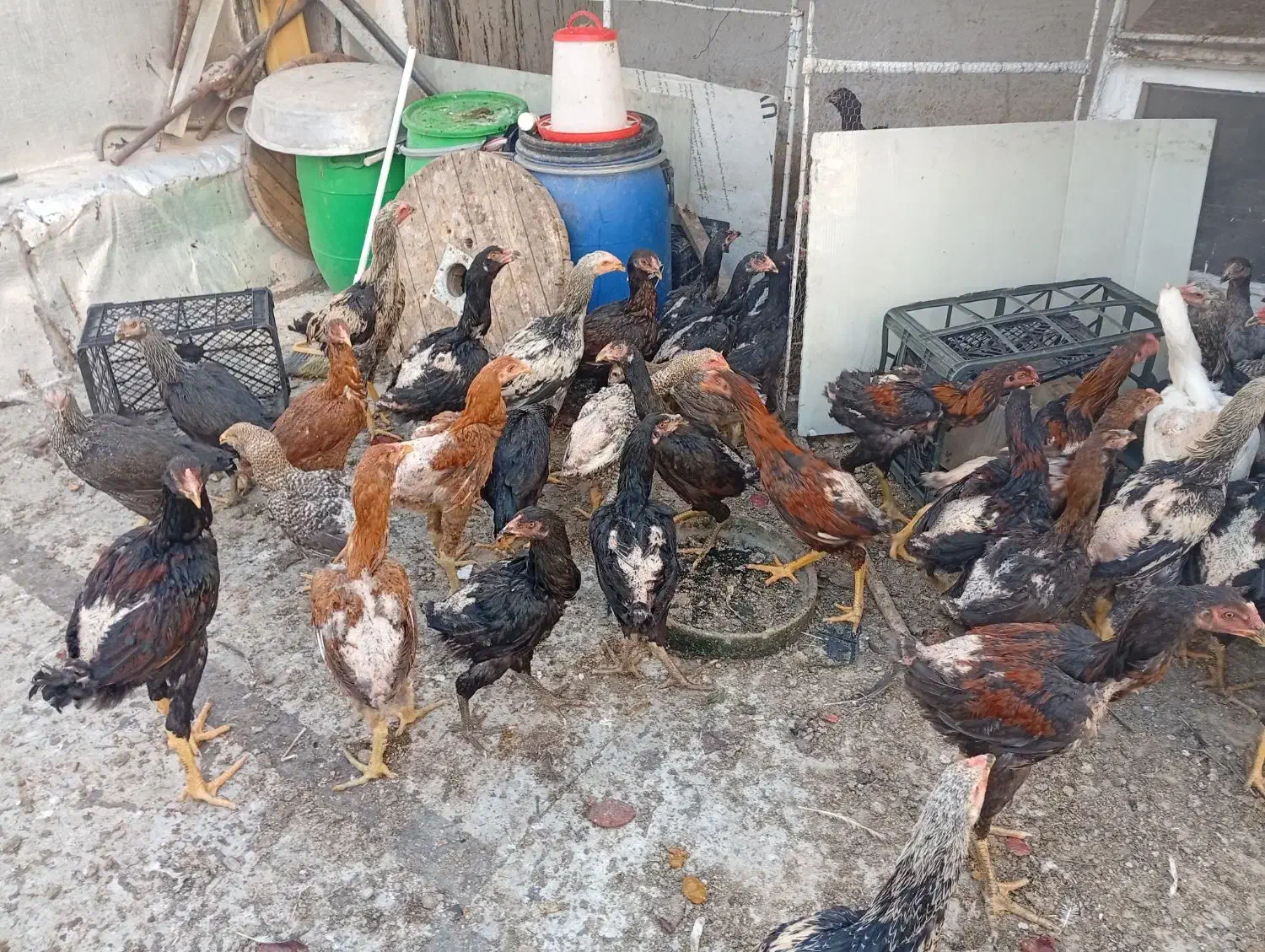 نوچه مرغ خروس لاری اصیل|حیوانات مزرعه|قم, حاج زینل|دیوار