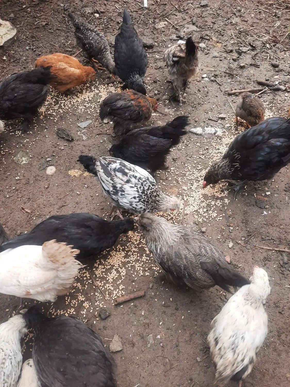 فروش مرغ و جوجه گلین|حیوانات مزرعه|نوشهر, |دیوار