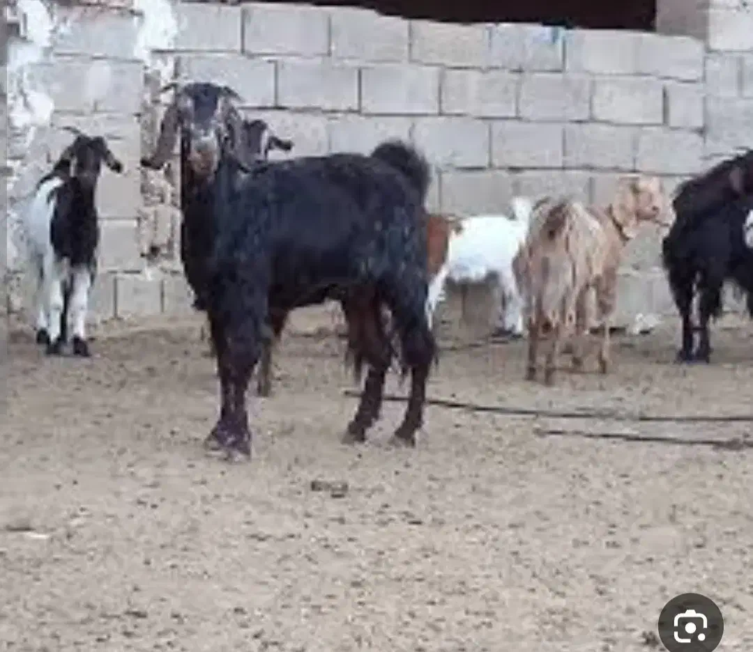 کهره گم شده|حیوانات|برازجان, |دیوار