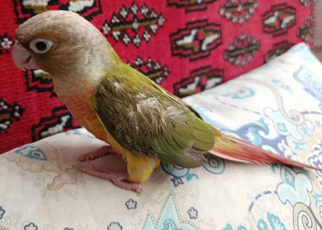 مرغ عشق.گرینچیک دایلوت سینامون|پرنده|مشهد, شهرک ابوذر|دیوار