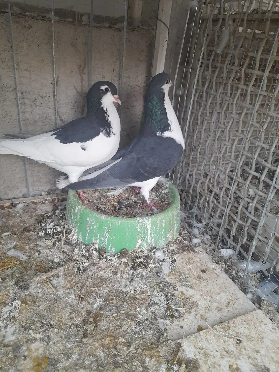 کبوتر فروشی|پرنده|سرایان, |دیوار