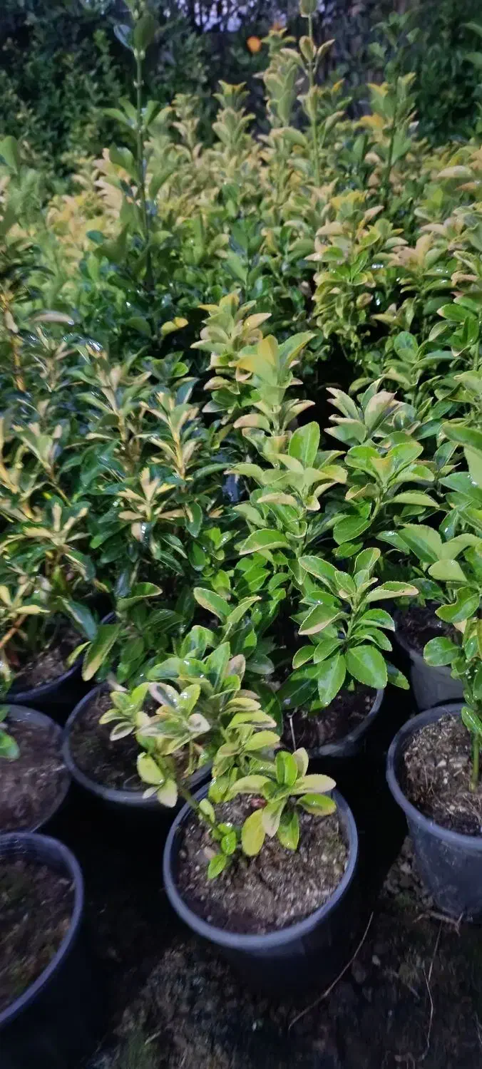 شمشاد طلایی ونعنایی قیمت درهم بگیرید 10|حراج|عباس‌آباد, |دیوار