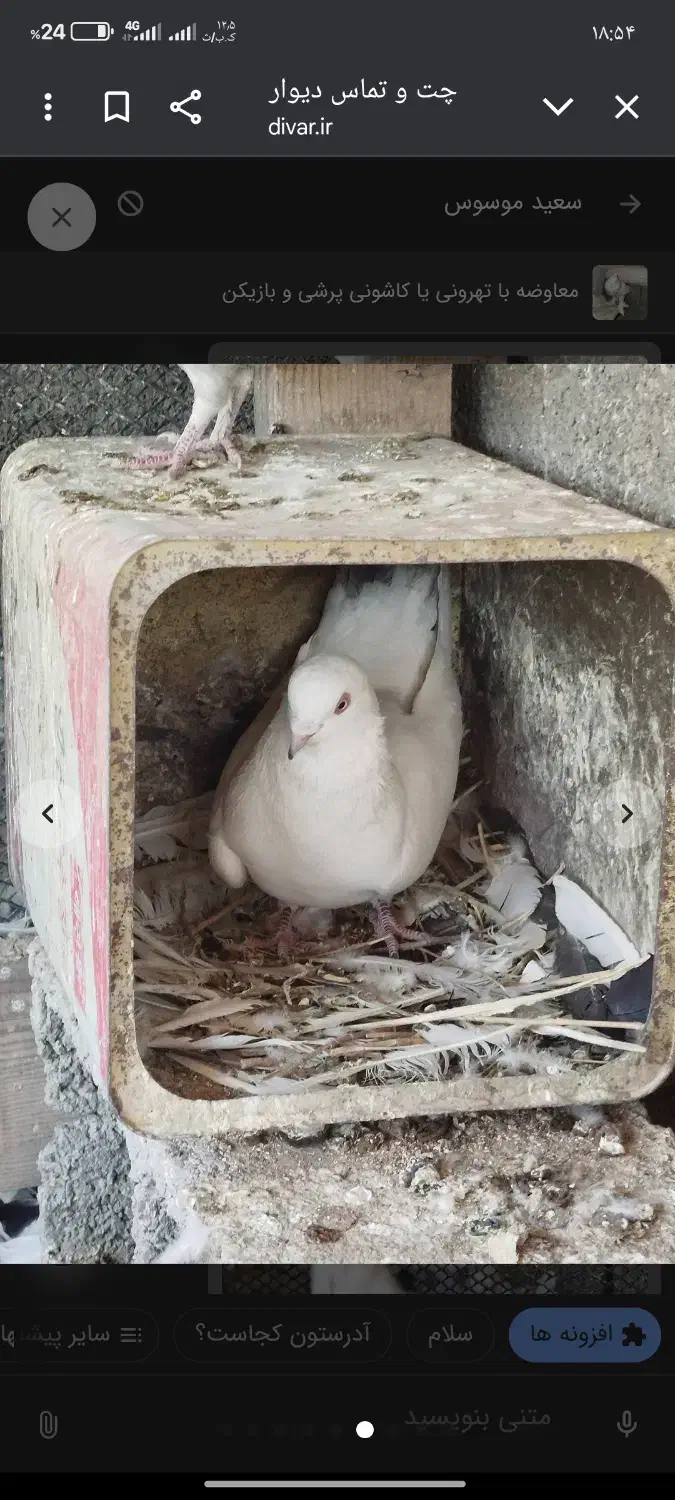 15عدد کفتر همه پرشی ساعتی اینا عکس 5تاشونه|پرنده|خانمیرزا, |دیوار