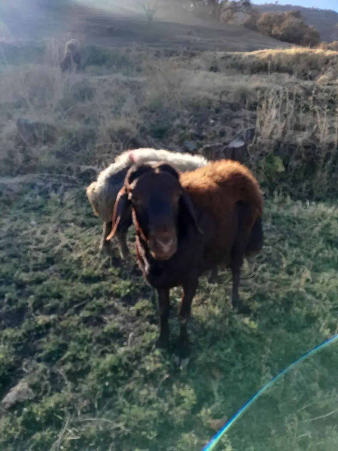 قوچ|حیوانات مزرعه|مریوان, |دیوار