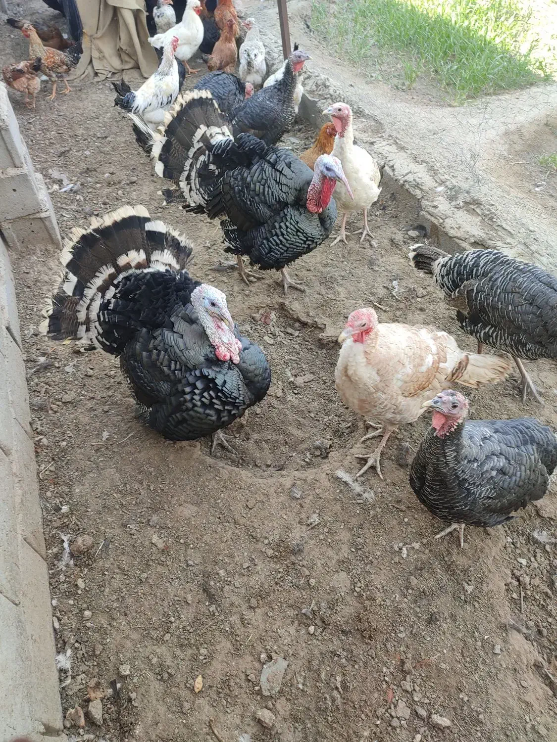 بوقلمون محلی|حیوانات مزرعه|هامون, |دیوار