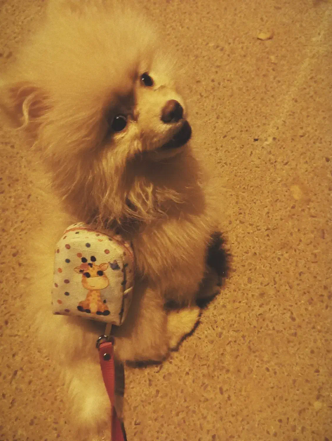 سگ پامر خرسی|سگ|شیراز, سفیرشمالی|دیوار