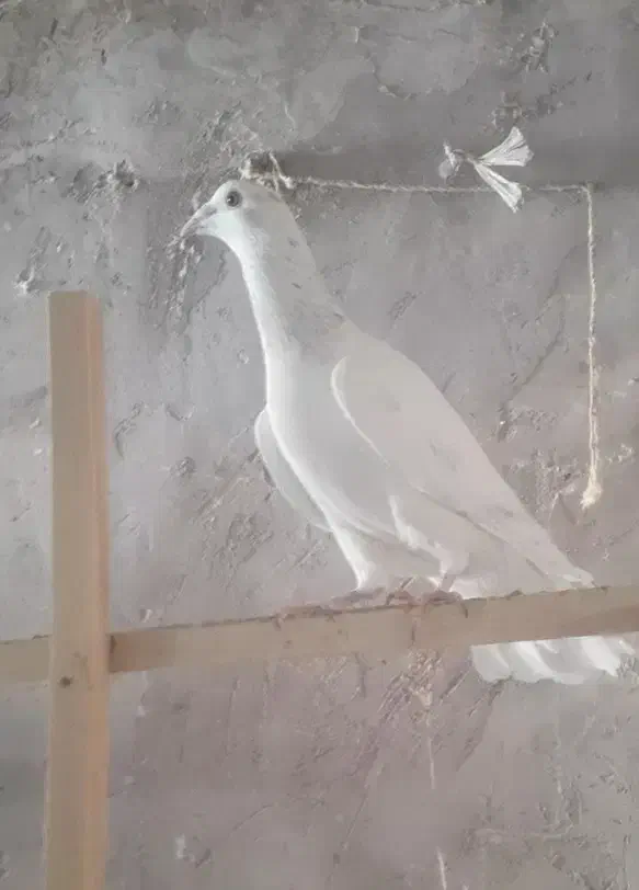 هفترنگ نر کفتر|پرنده|اقبالیه, |دیوار