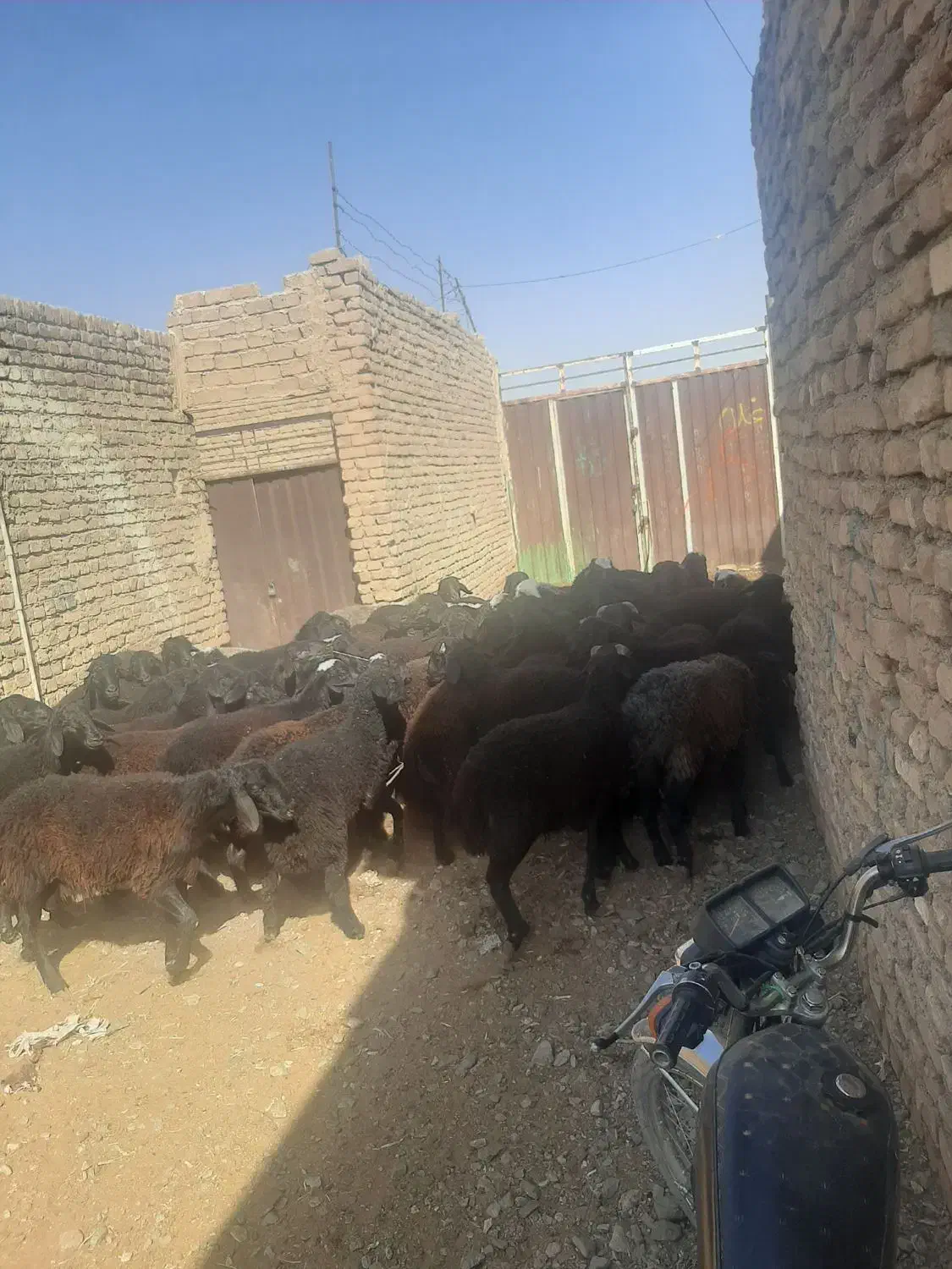 بره بزغاله میش|حیوانات مزرعه|آران و بیدگل, |دیوار