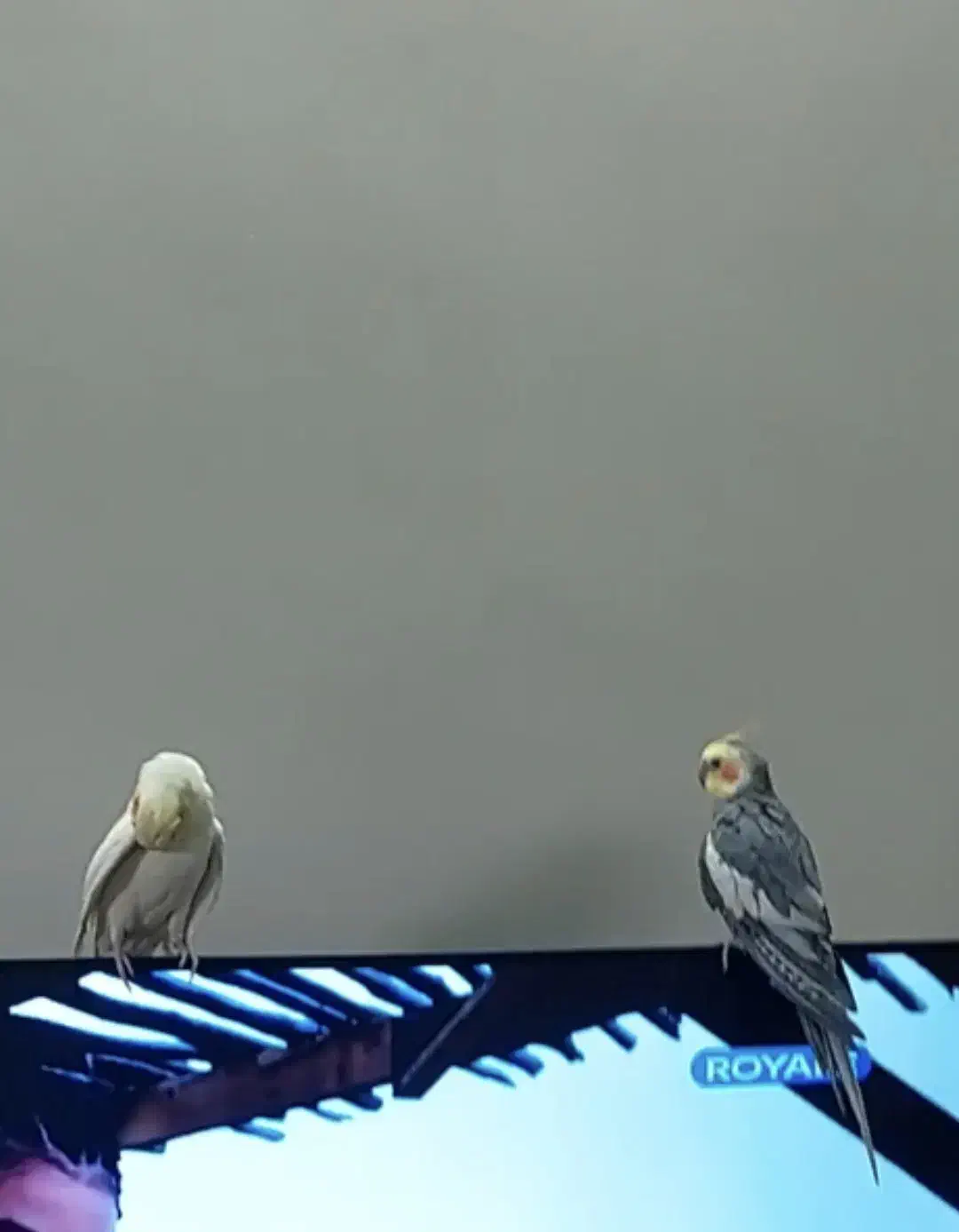 عروس هلندی|پرنده|تهران, جوادیه|دیوار