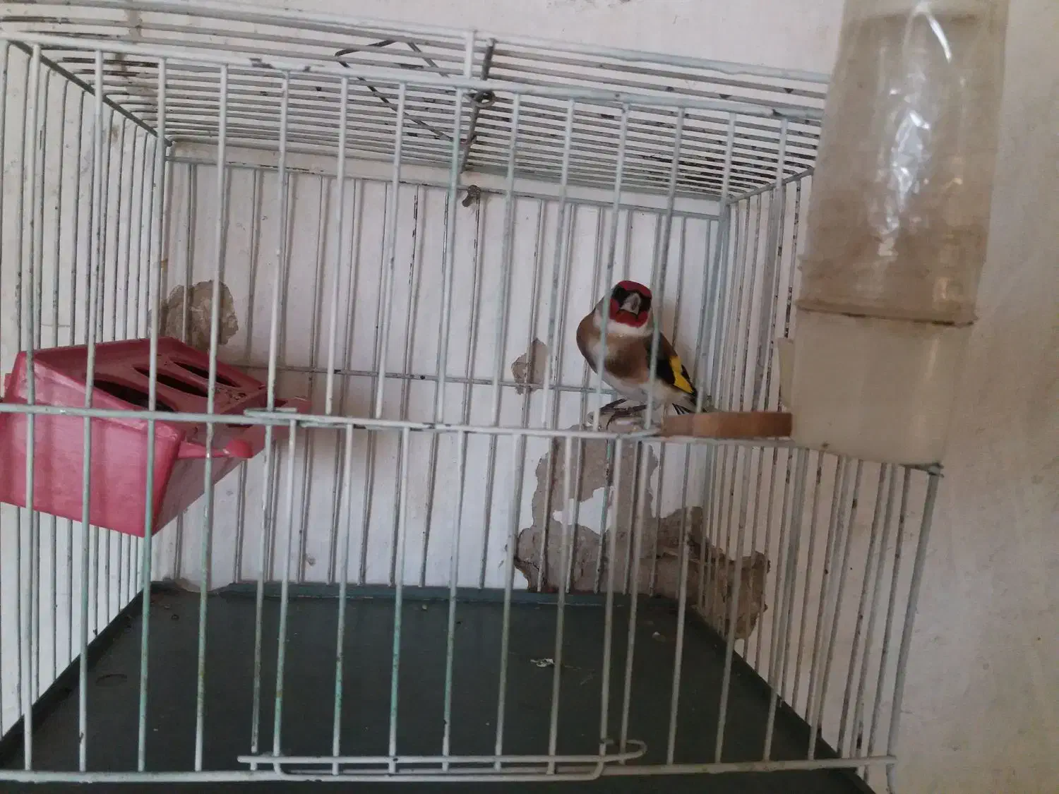 سهره|پرنده|همدان, |دیوار