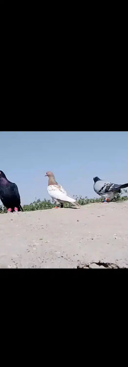 سوسکی سرخ ماده با سینه جفت750|پرنده|خواف, |دیوار