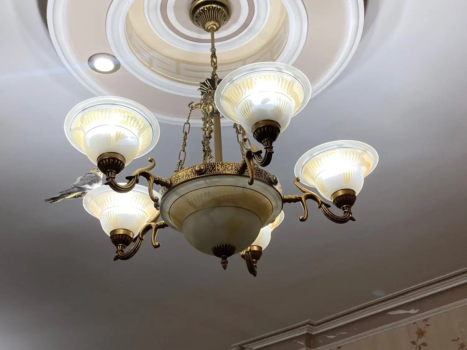 لوستر ۵شعله|لوستر و چراغ آویز|قزوین, |دیوار