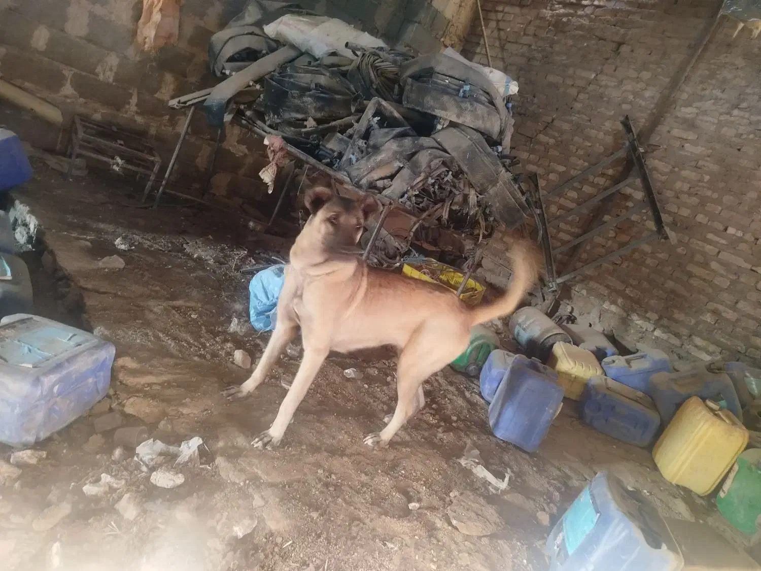 سگ سرابی|سگ|حسن آباد, |دیوار