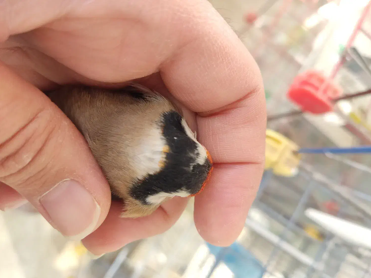 سهره چهار گل خطی|پرنده|اصفهان, ارغوانیه|دیوار